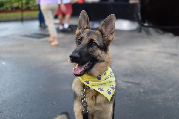 Coco at the central broward animal hospital fund raiser